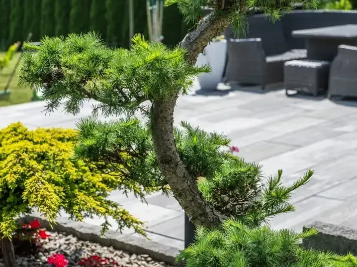 Professional service work by Adam Gorski Landscapes in Issaquah