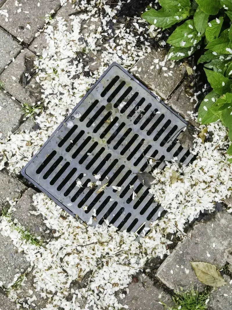 Drainage Solutions in Issaquah, WA